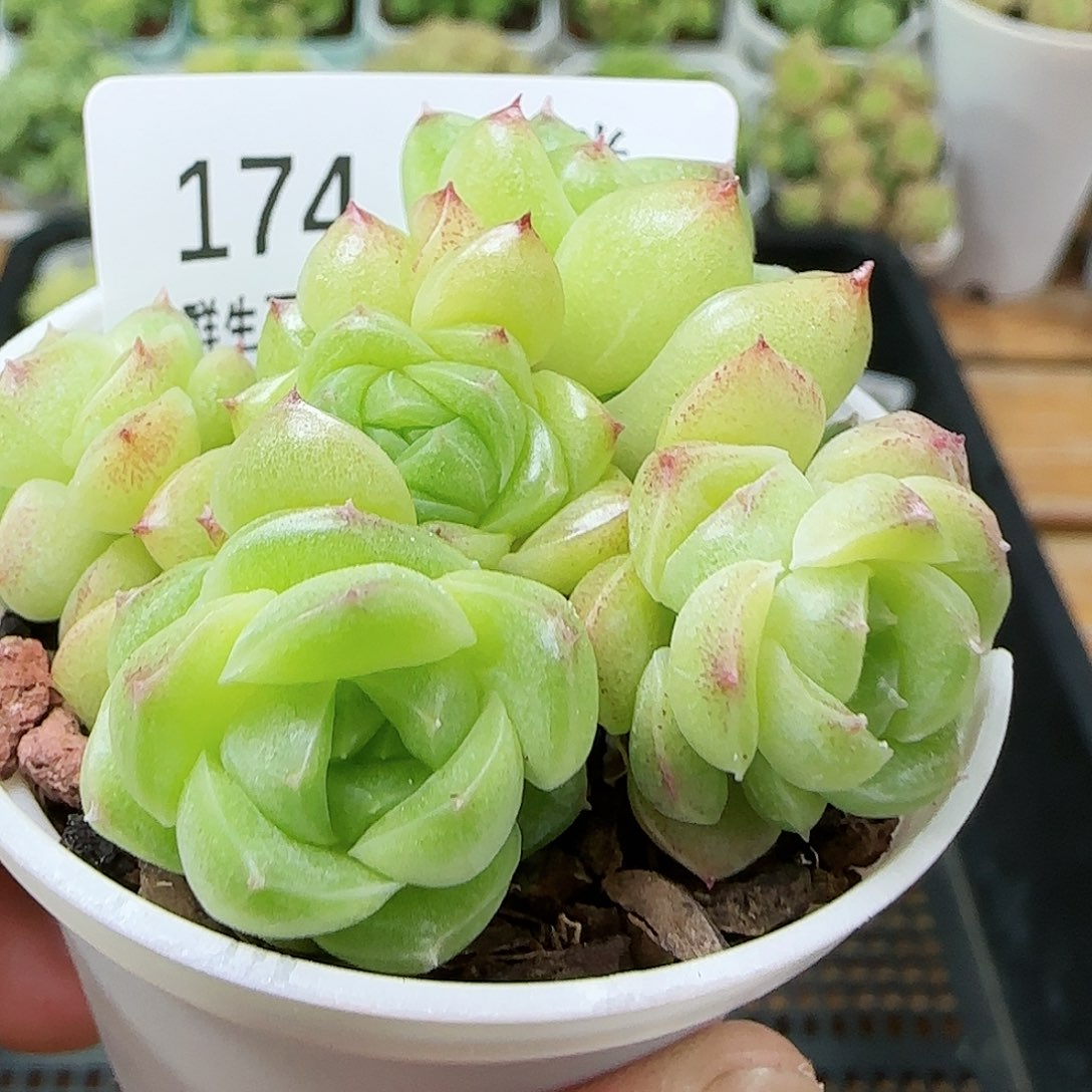 【闪购商品】0816-174麦杆