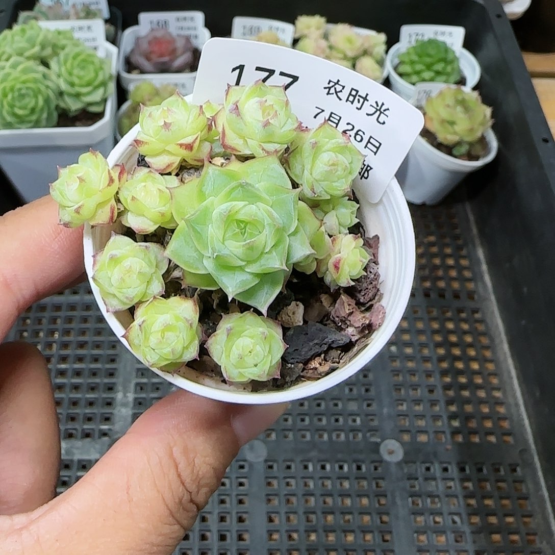 【闪购商品】0726-177女王