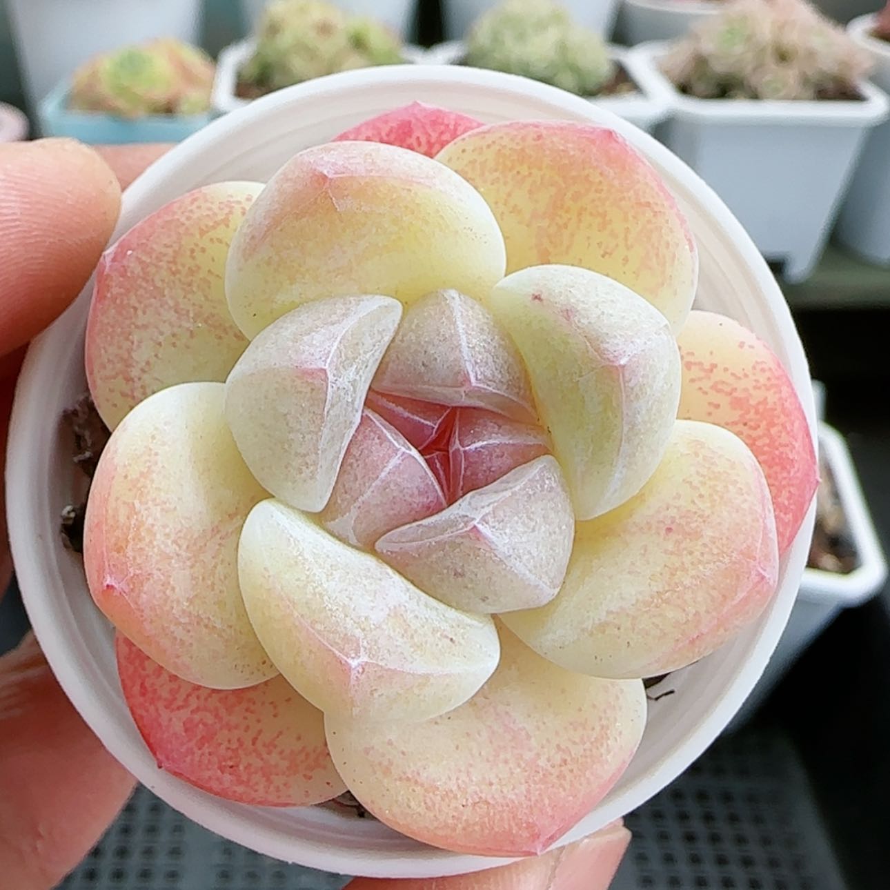 【闪购商品】红陶15cm以下0123-143