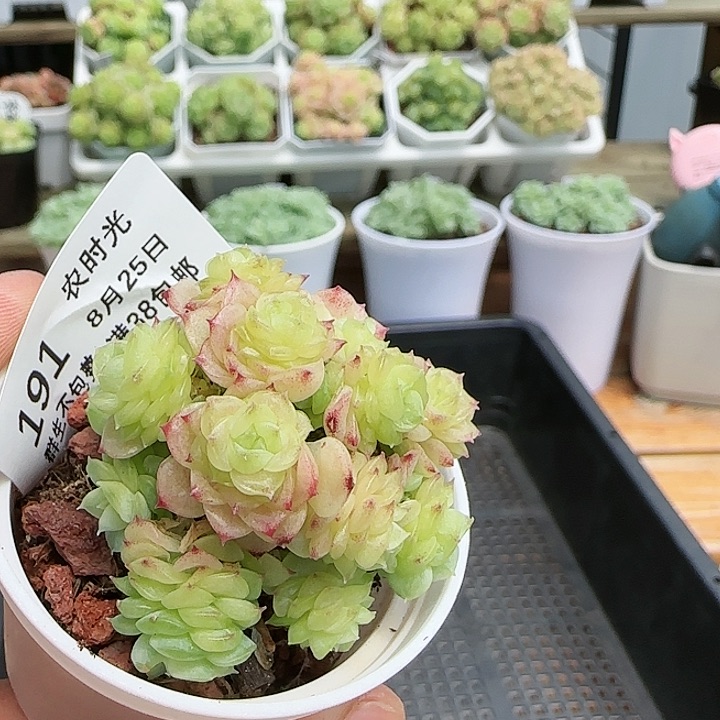 【闪购商品】0825-191花朵麦杆