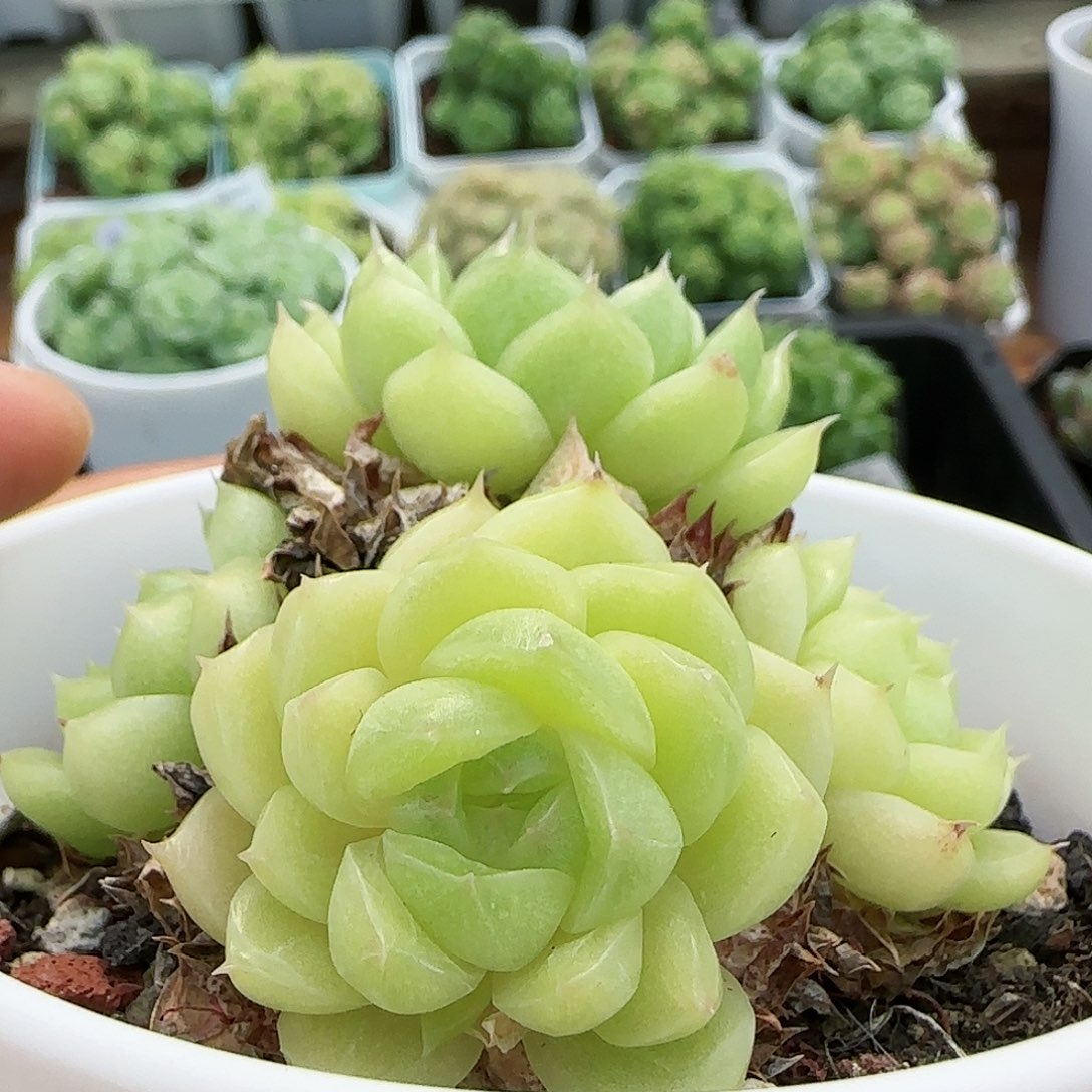 【闪购商品】0818-230包子麦杆