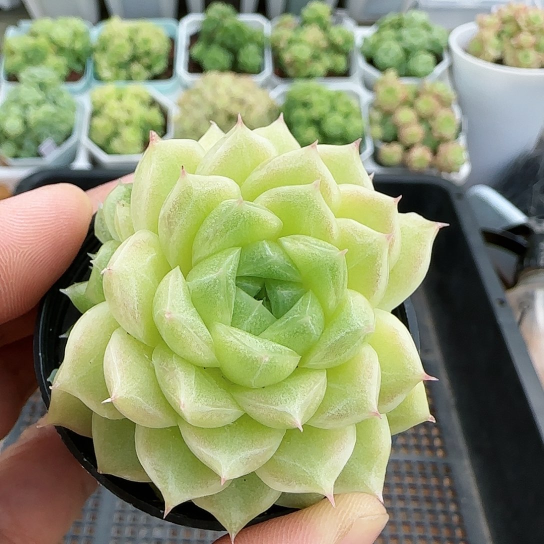 【闪购商品】0817-41珠光麦杆