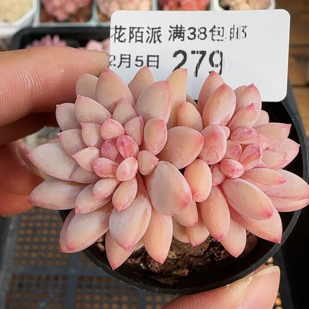 【闪购商品】红陶15cm以下0105-279冰淇淋