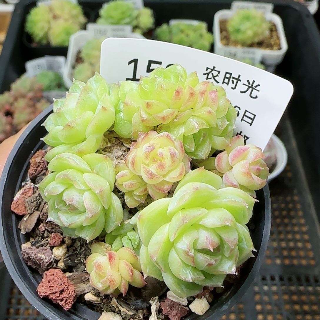 【闪购商品】0726-159麦杆