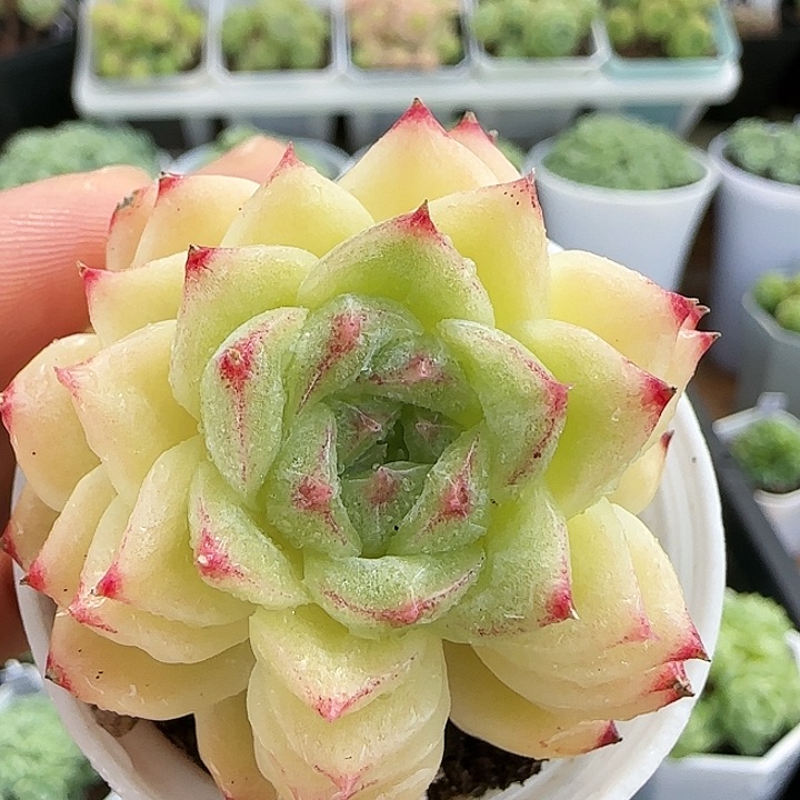 【闪购商品】0901-52珠光叠叶麦