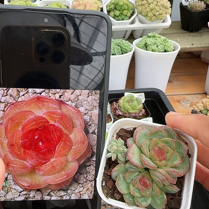 【闪购商品】0826-9琴心
