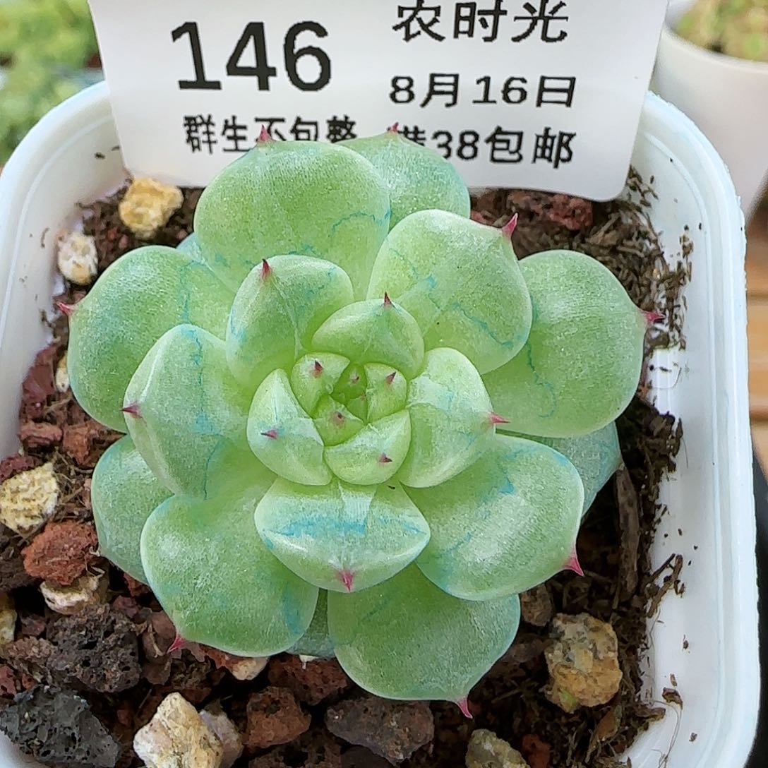 【闪购商品】0816-146（A1-12-2）