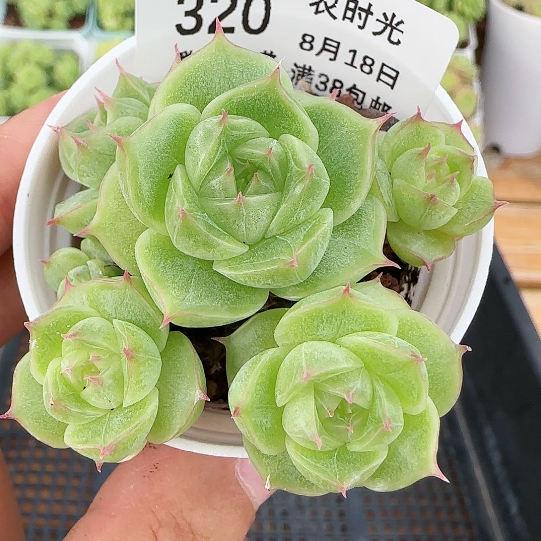 【闪购商品】0818-320花朵麦杆
