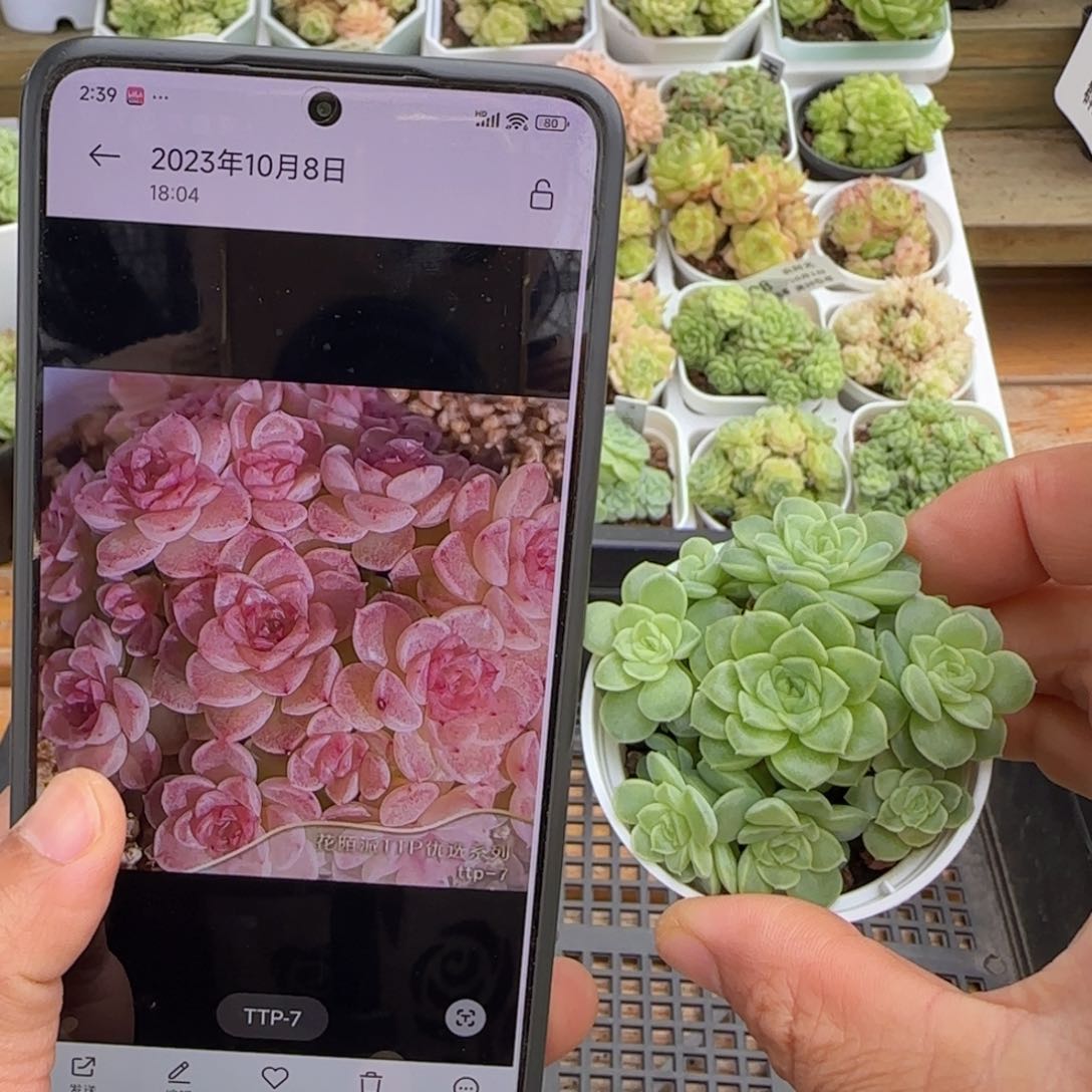 辛*【闪购商品】1001-160（ttp-7）