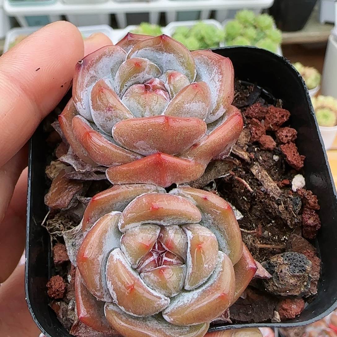 【闪购商品】0731-46星影