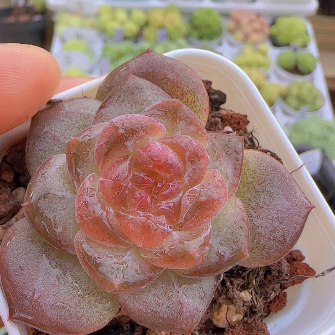 【闪购商品】0925-43珍妮福利