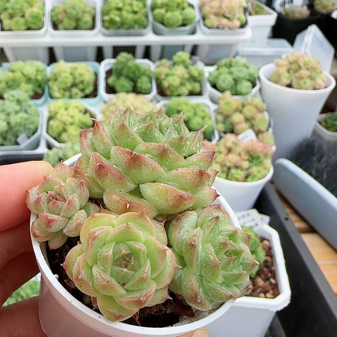 【闪购商品】0817-35海王