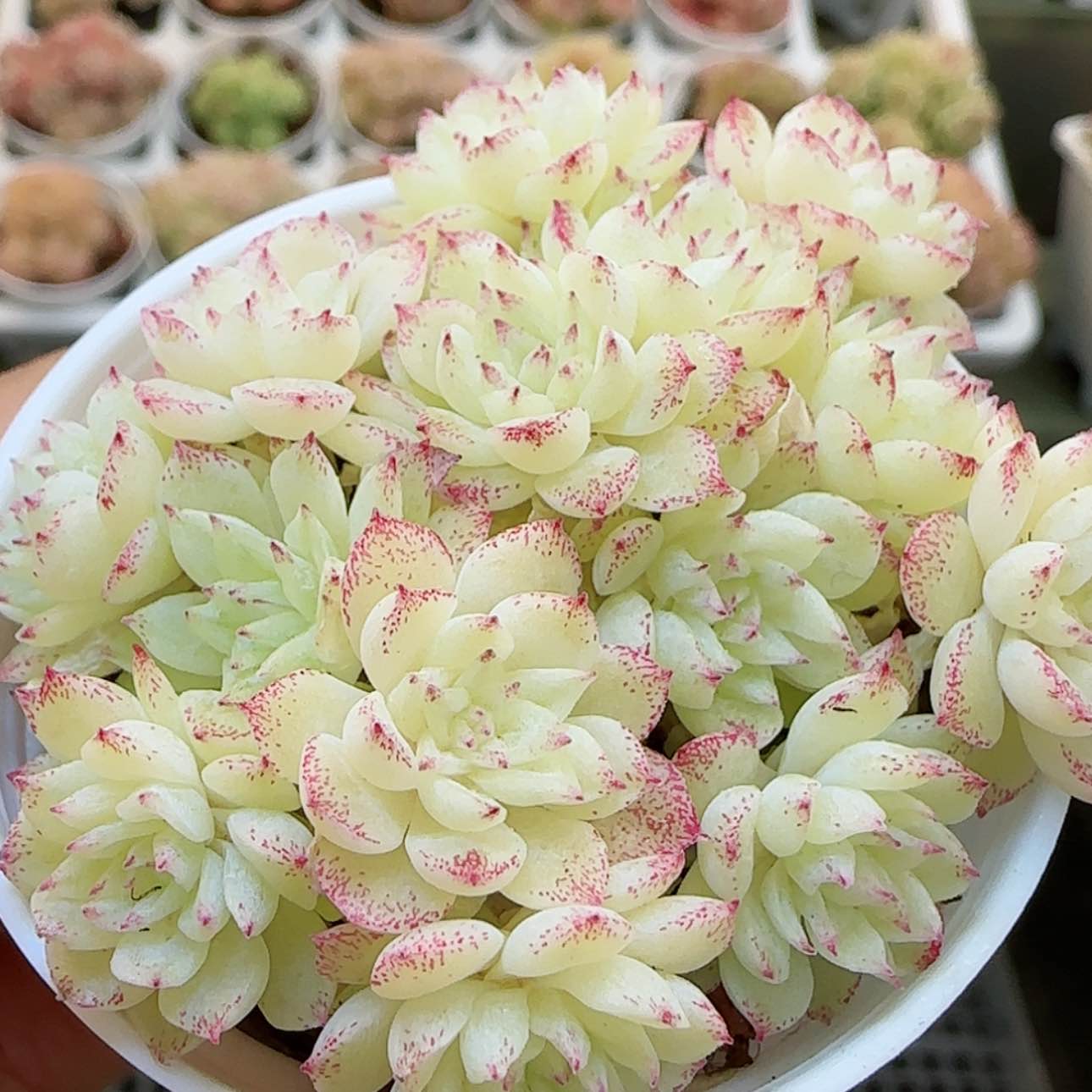 【闪购商品】红陶15cm以下0128-96优选麦杆