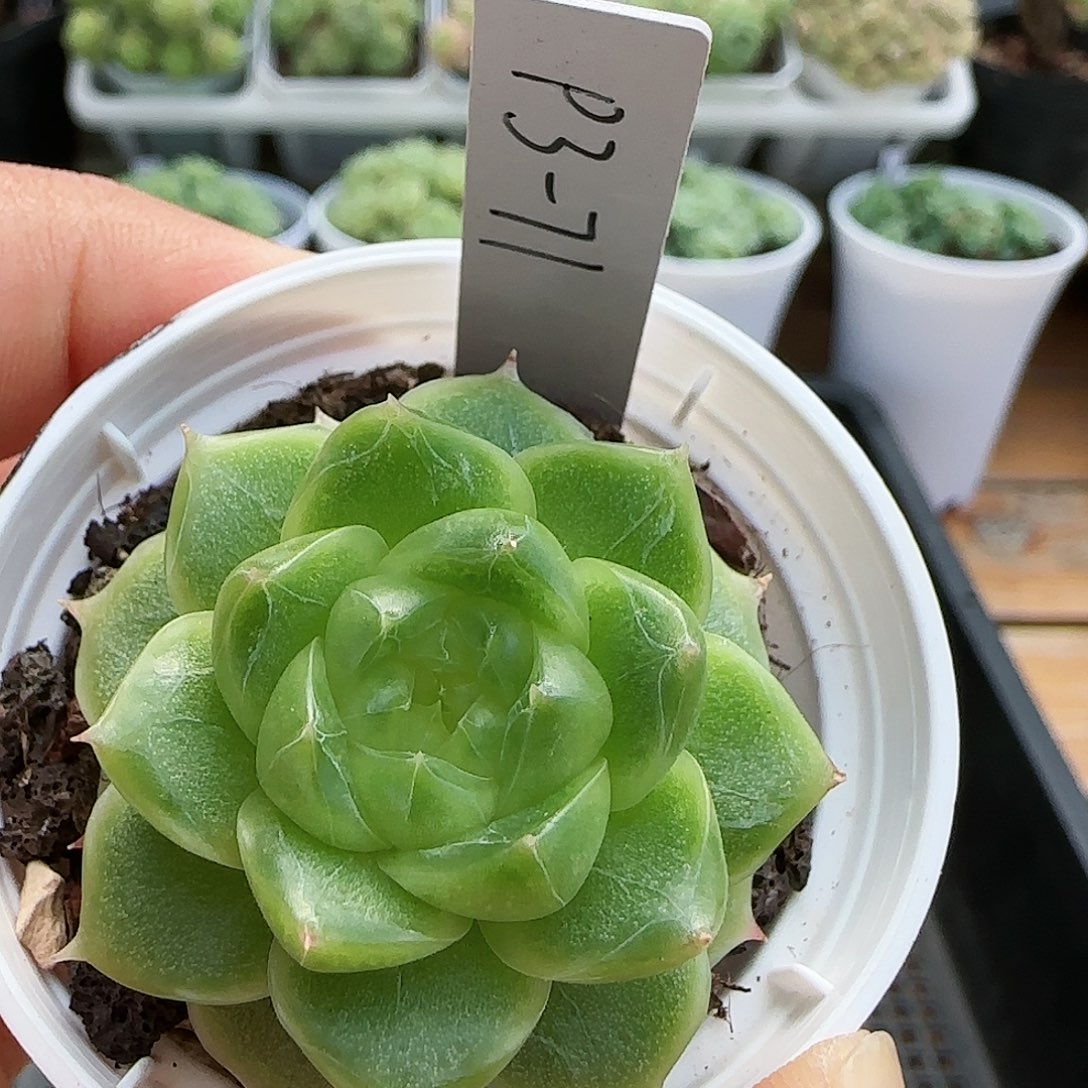 【闪购商品】0829-45（p3-71）