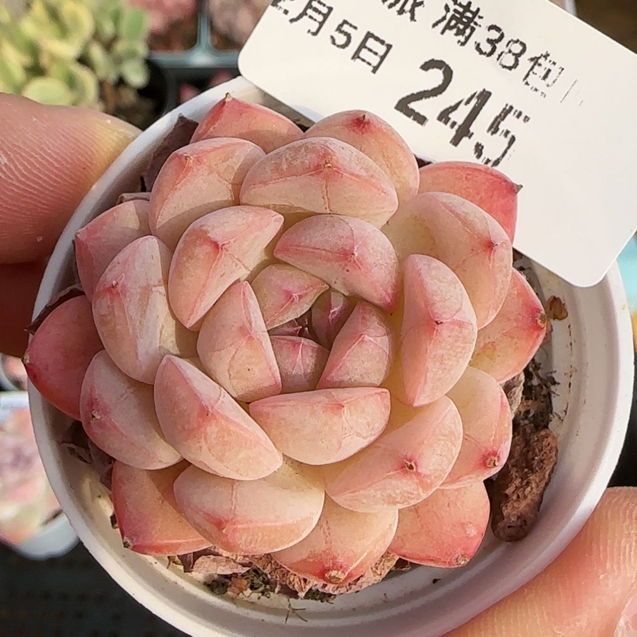 【闪购商品】0105-245白桃汽水