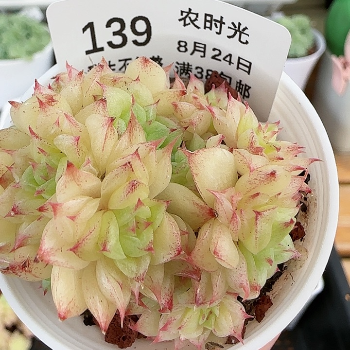 【闪购商品】0824-139海王