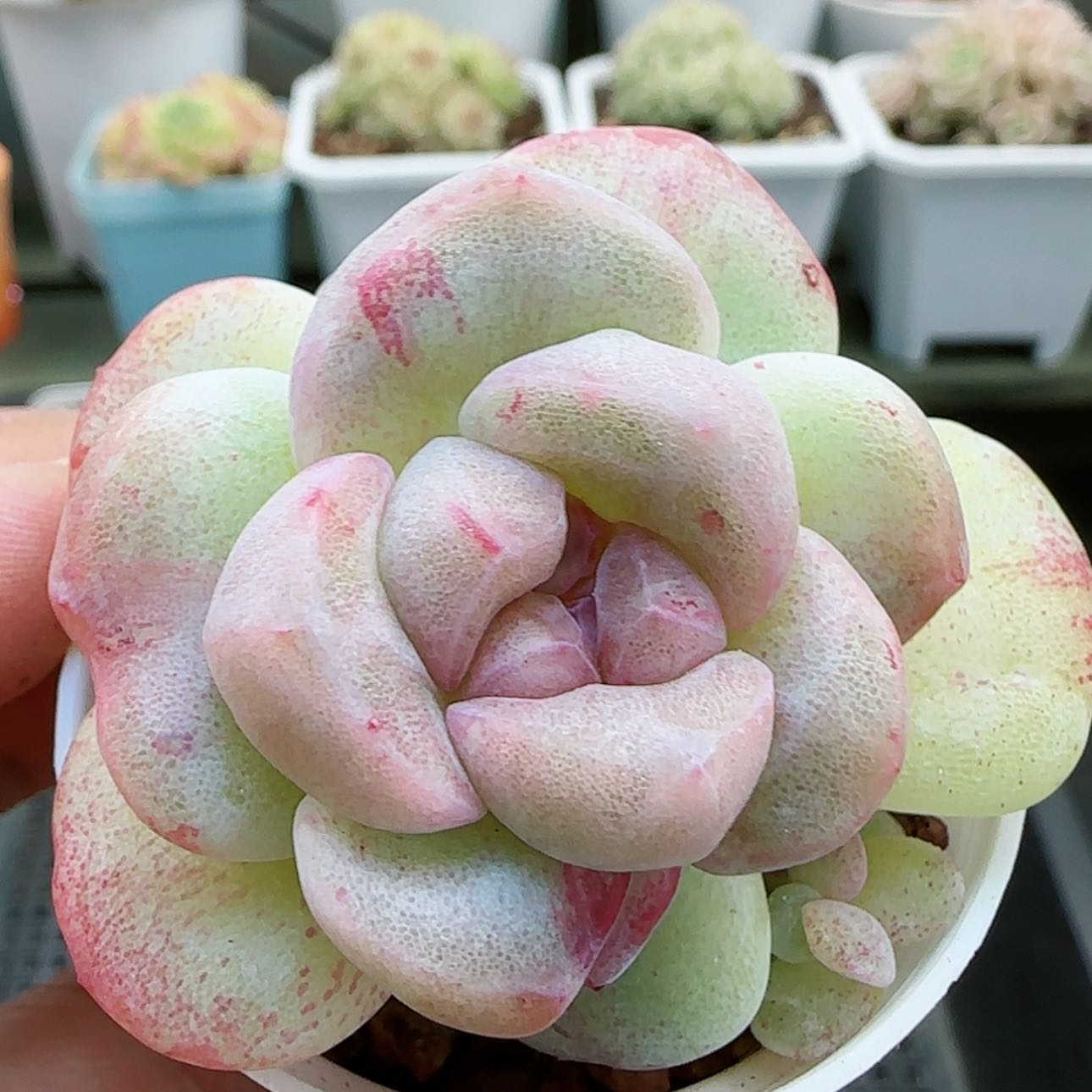【闪购商品】阿***鱼0124-155石化冰玉单头