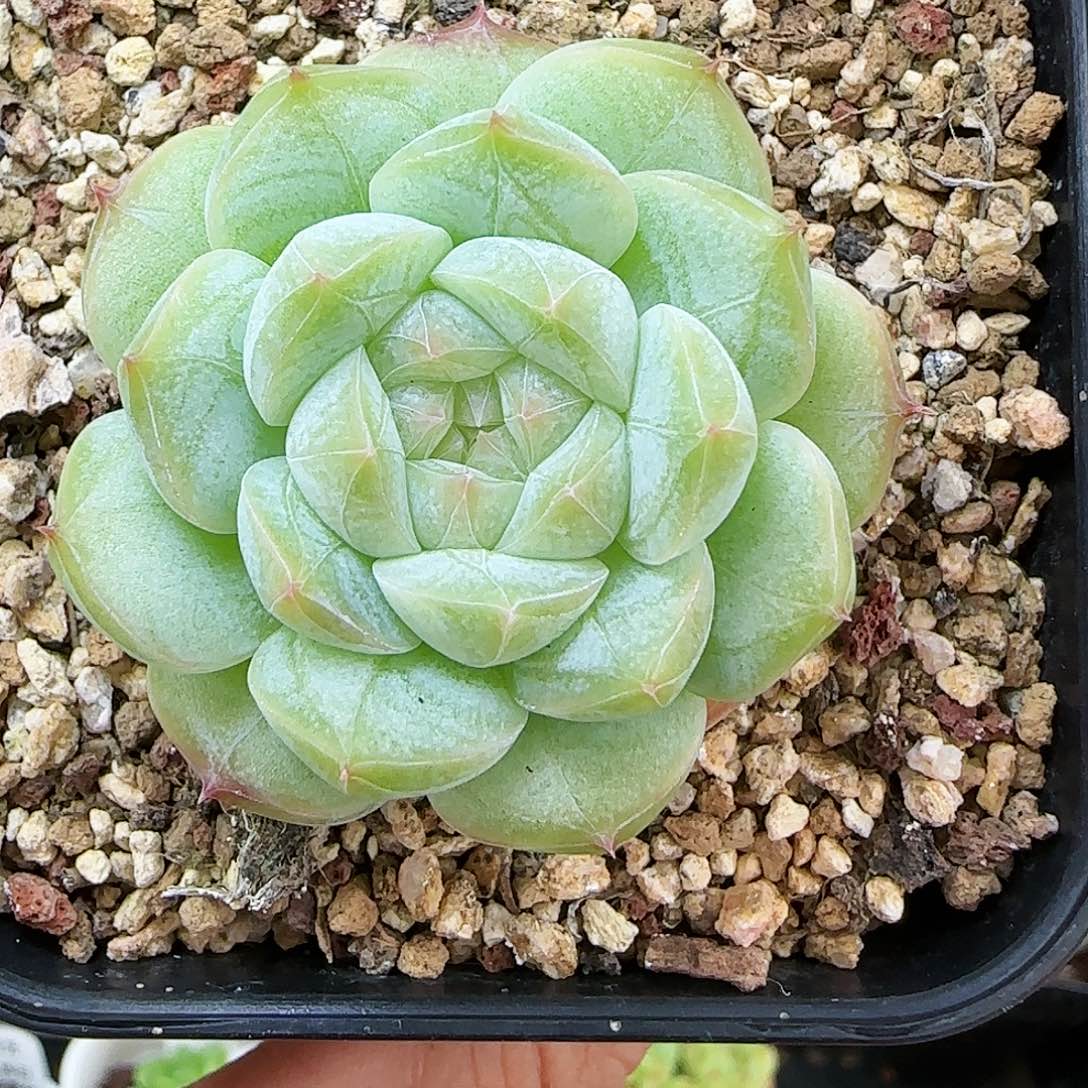 【闪购商品】0816-163糖心