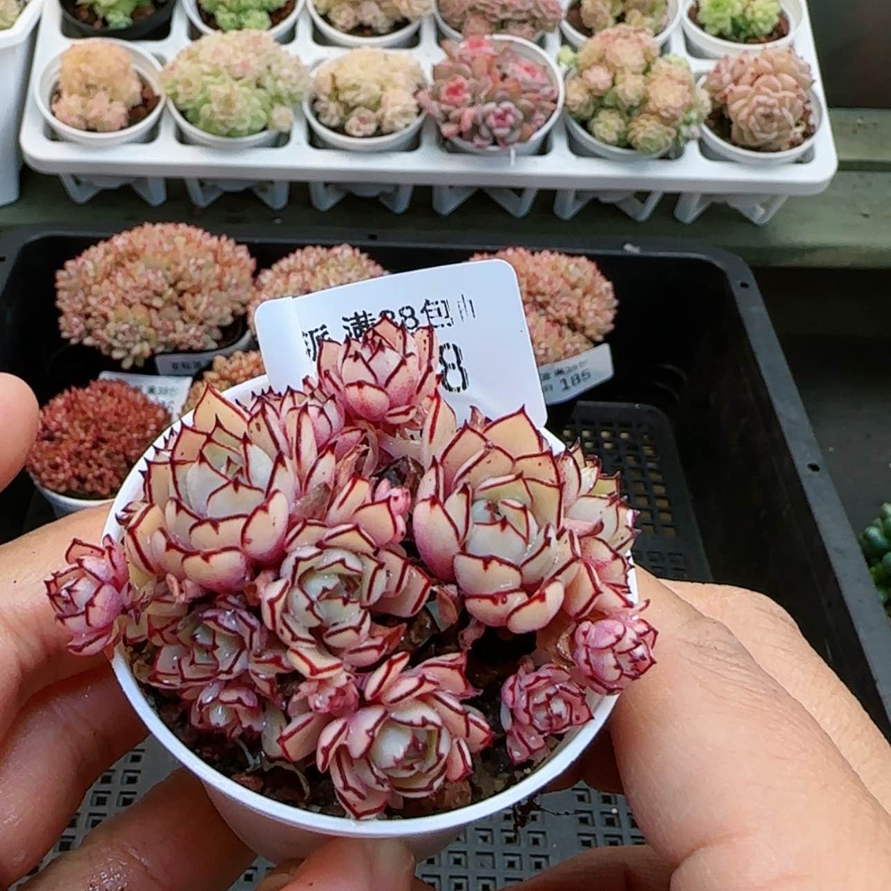 【闪购商品】0128-188甜茶