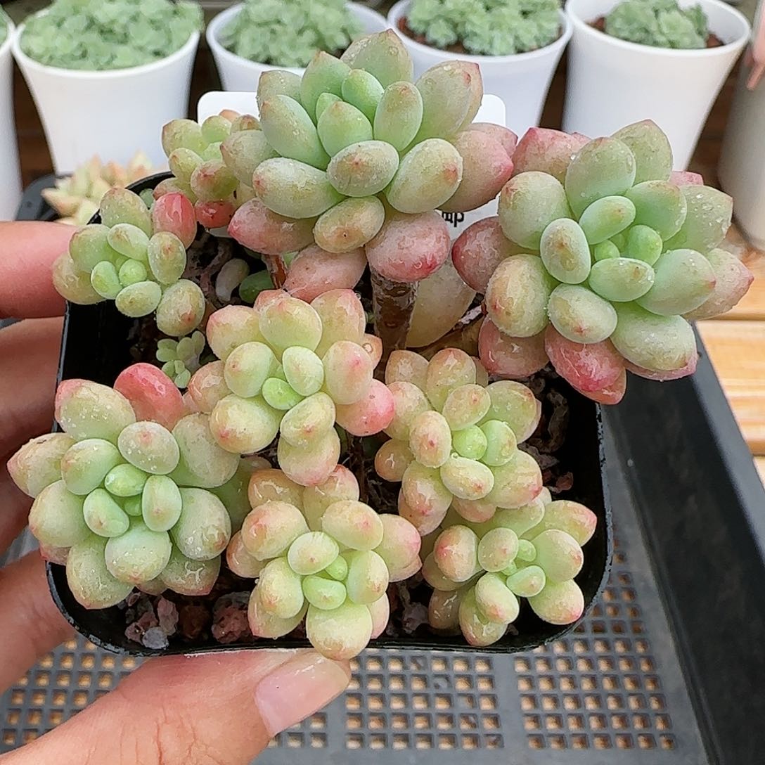 【闪购商品】0823-174洛可可