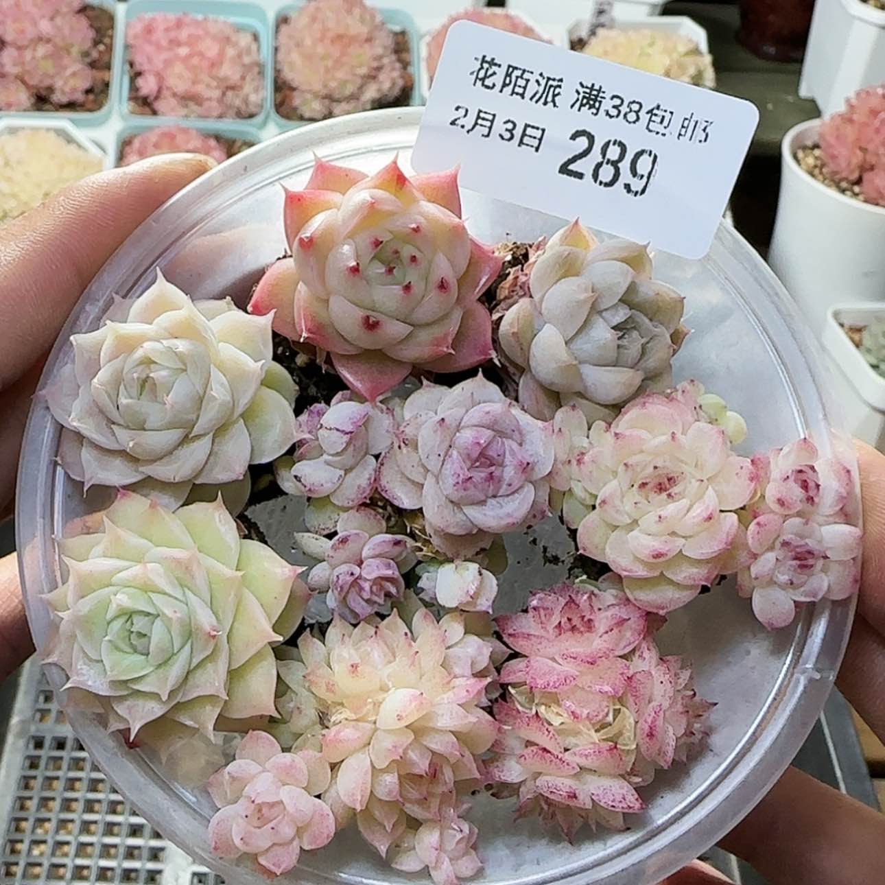 【闪购商品】红陶171cm(含)-200cm(含)0203-289开播福利