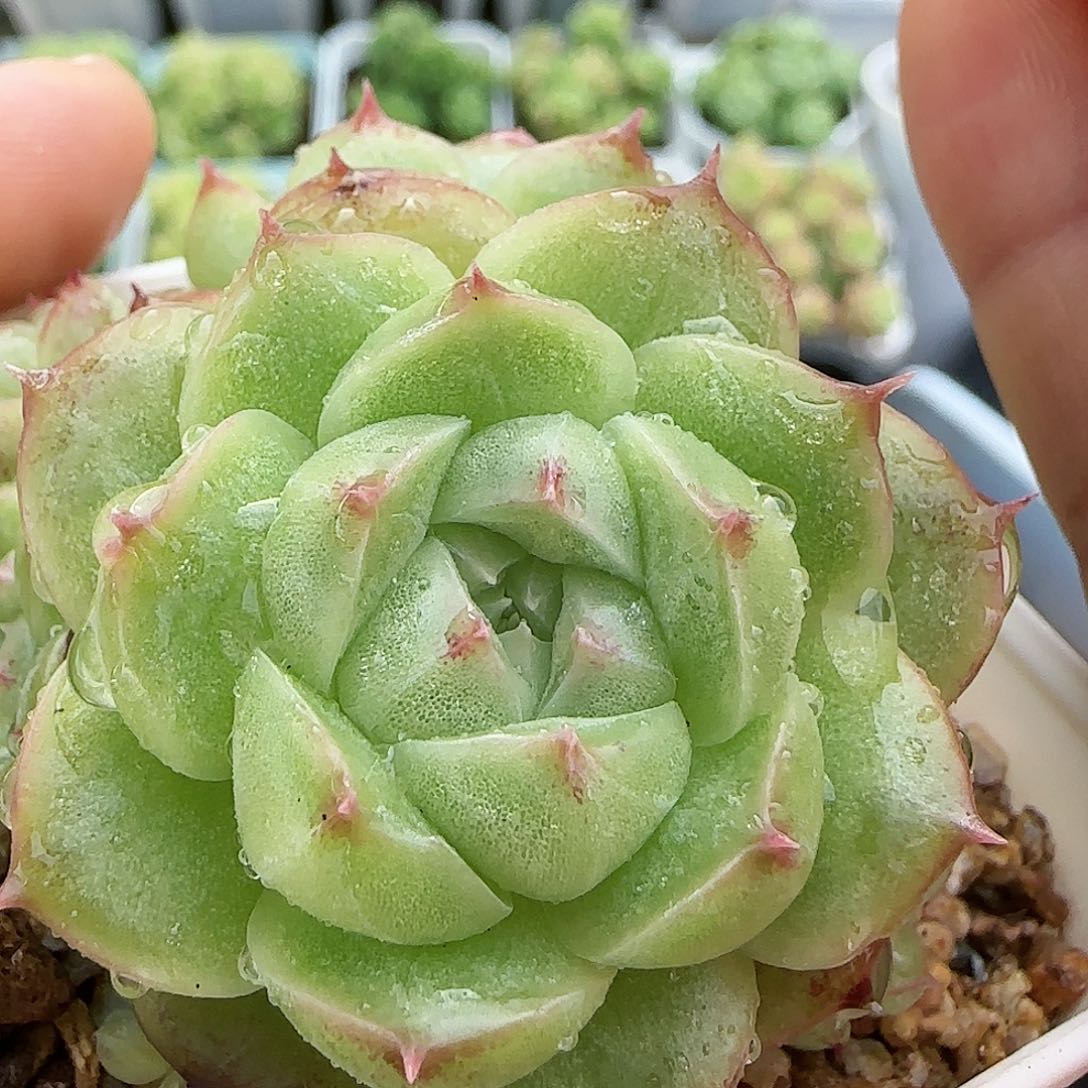 【闪购商品】0817-49包子麦杆