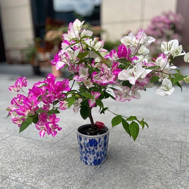 （椰子冰）三角梅四季开花绿植盆栽花卉爬藤植物