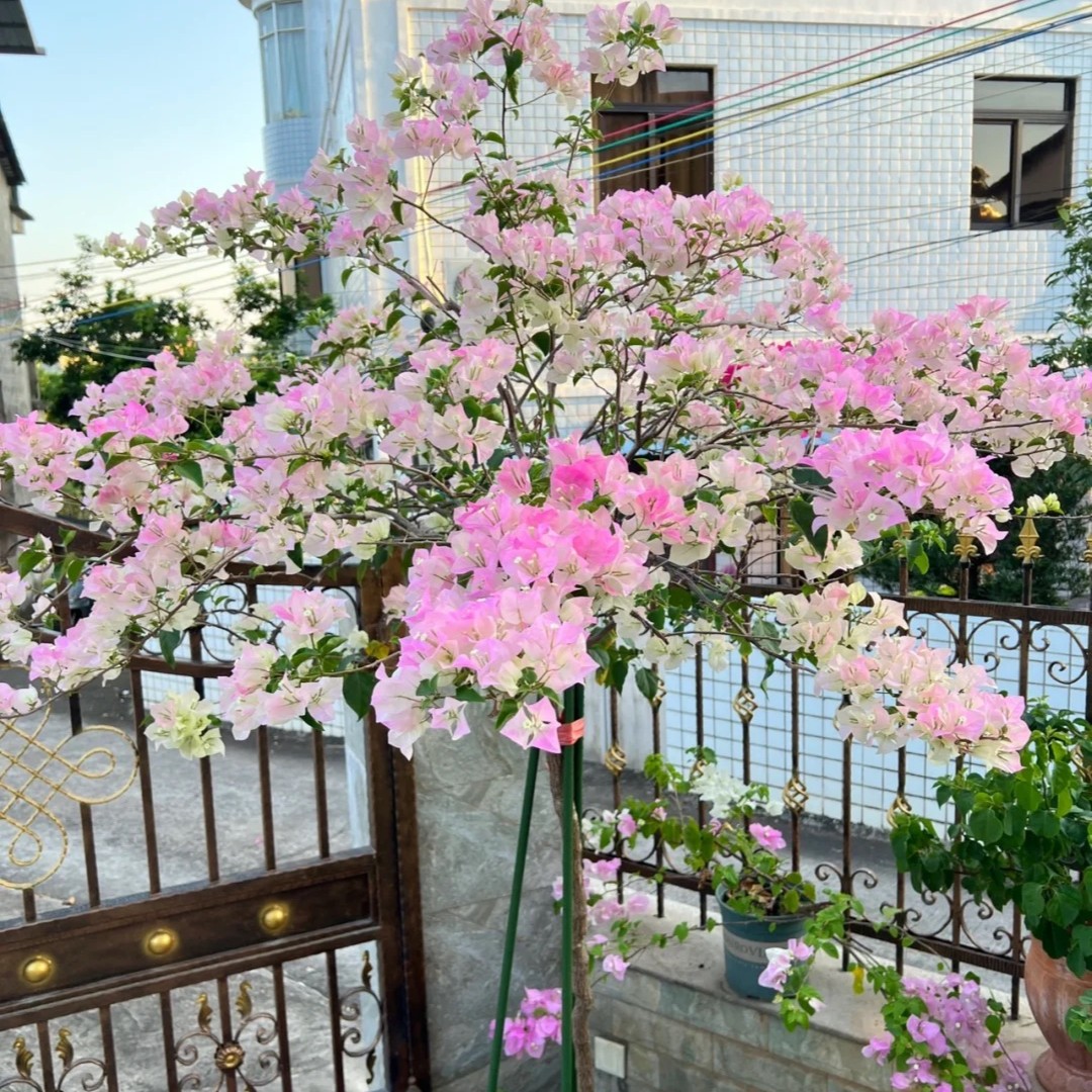 （绿樱）三角梅四季开花绿植盆栽花卉爬藤植物老桩粉色白色