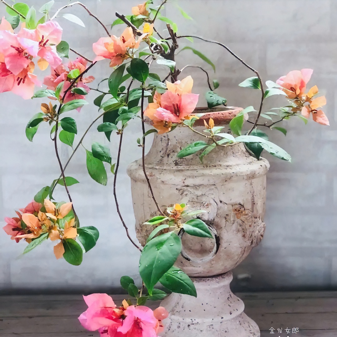 （金发女郎）三角梅四季开花绿植盆栽花卉爬藤植物