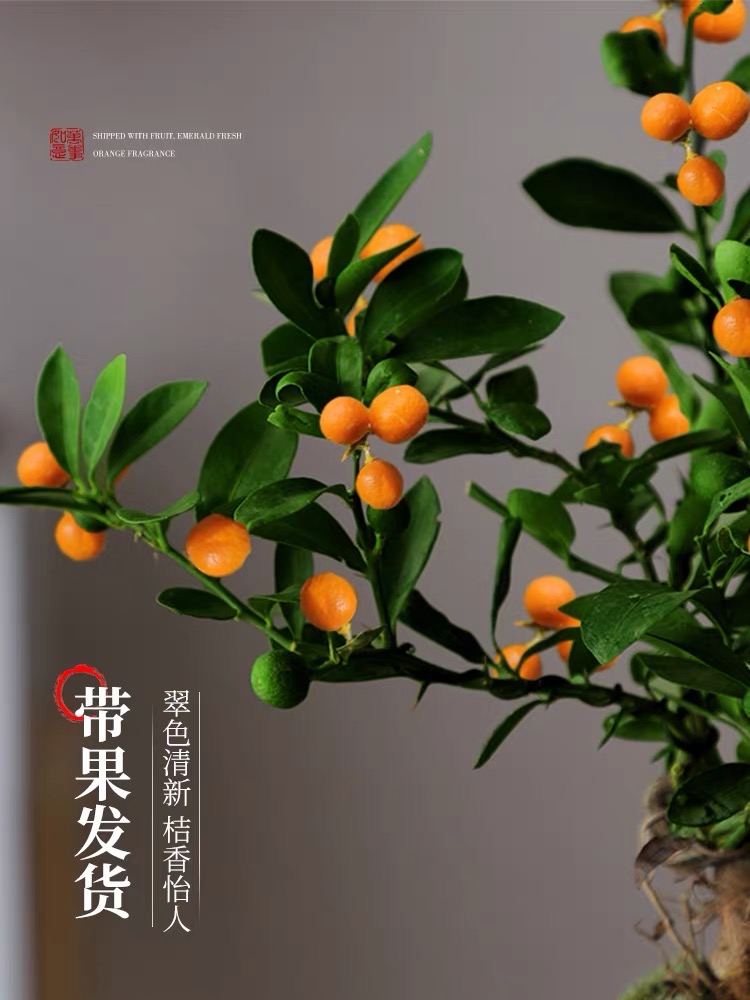 （一物一拍）同安凤巢豆豆福豆桌面盆景室内阳台绿植盆栽