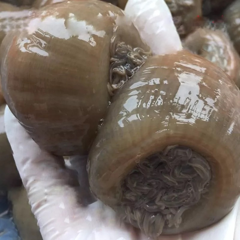 新鲜海葵沙蒜野生海捕鲜活冷冻3斤海肠海菊花根沙蒜豆面食材商用