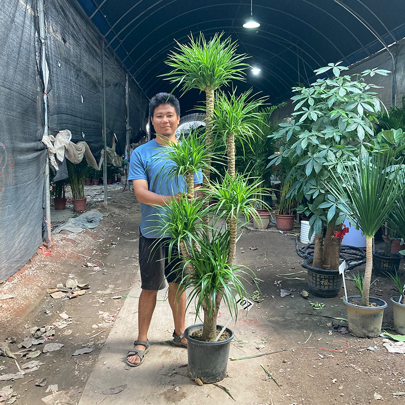 老桩龙血树龙须树三头五头多头多叉分枝室内大气高大大型绿植盆栽