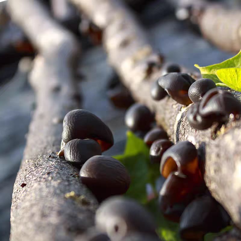  东北小碗耳特产级黑木耳干货500g长白山野柞木生无根