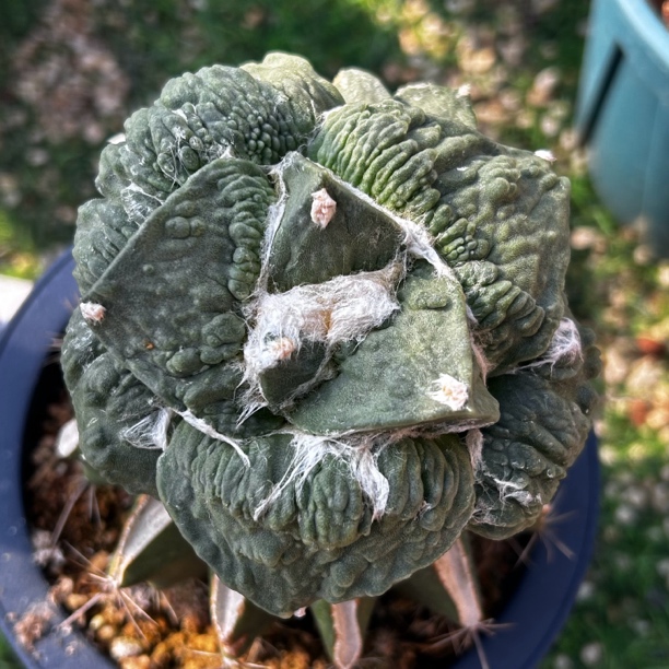 园艺仙人球/牡丹/怒涛/b804