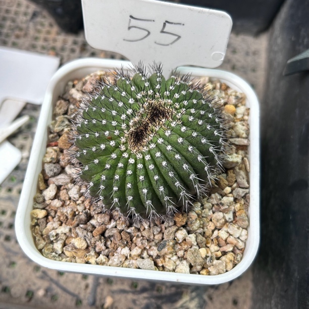 多肉植物 仙人掌 园艺种 尤伯球缀化 a55