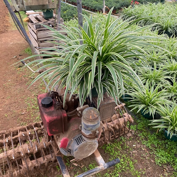 金边吊兰超特大号冠幅50厘米大吊兰室内绿植盆栽阳台客厅绿植盆栽