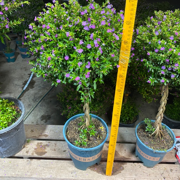 紫色【优选精品】70厘米以上造型老桩满天星四季发财树带花带盆带土