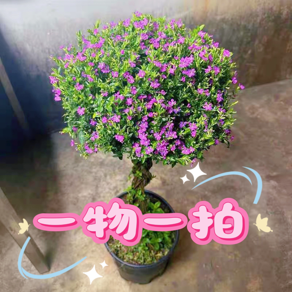 【一物一拍】3直播甄选*满天星棒棒糖四季发财树老桩四季开花四季青