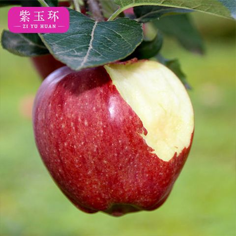 正宗甘肃花牛苹果新鲜水果粉面沙甜整箱当季红蛇果婴儿苹果甜脆