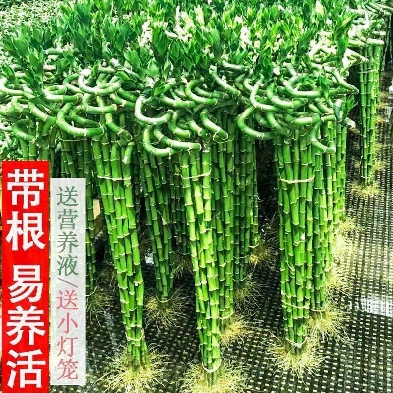 带根水培龙竹富贵竹植物水养弯竹直竹子盆栽客厅室内绿植