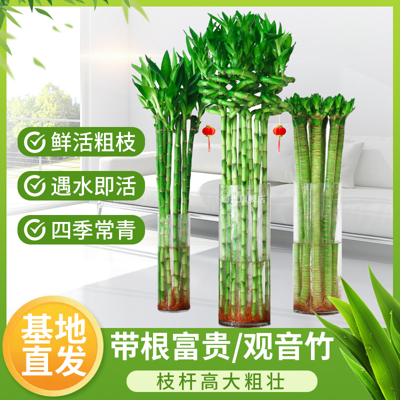 带根富贵竹弯竹水竹开运竹直竹竹子盆栽客厅室内水养绿植水培植物
