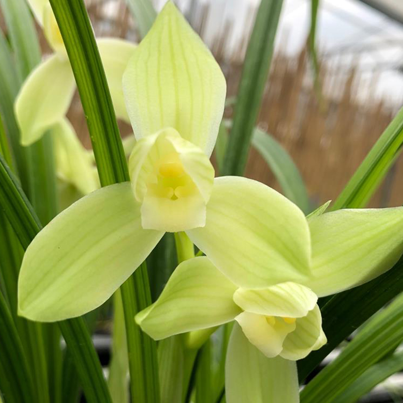 永丰兰花 直播间直拍兰花裸根发货补差链接