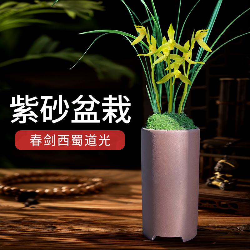 武阳 兰花盆栽带盆西蜀道光清香办公室客厅室内绿植花卉基地直发