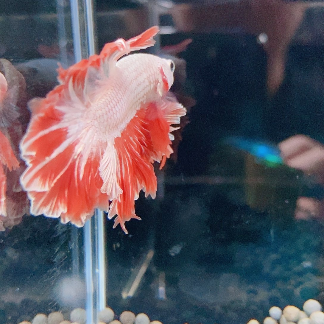 斗鱼热带鱼公cm236