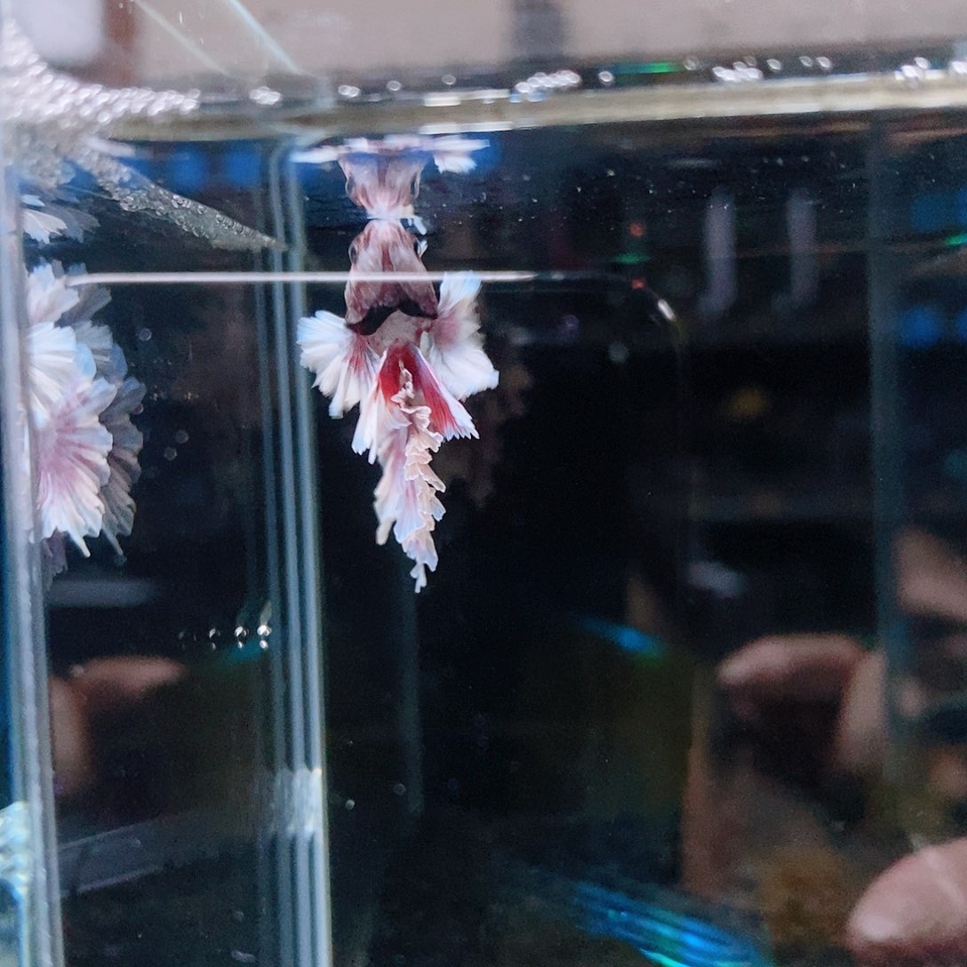 斗鱼热带鱼公cm245