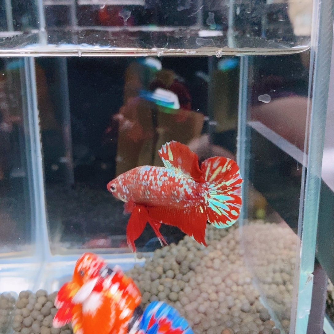 斗鱼热带鱼公cm绿**山276