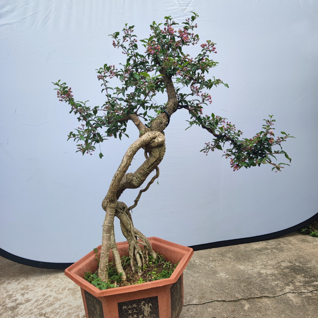 李氏樱桃盆景观赏基地直发养护赏花观叶修剪粉色长期叶片夏季小型