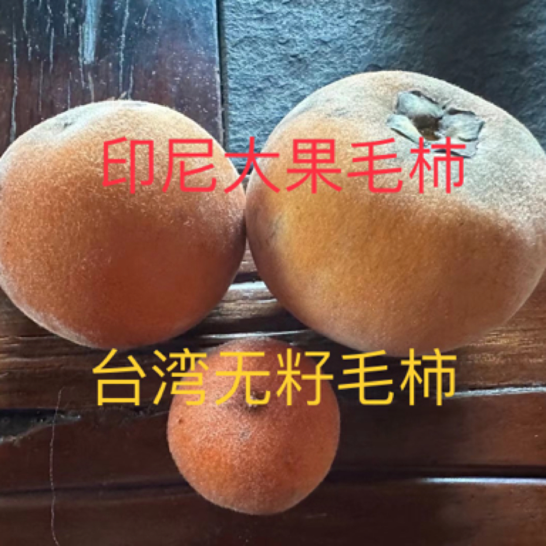 印版与台版无籽毛柿嫁接树适合0度种植纯甜口感好佛山原盆发货