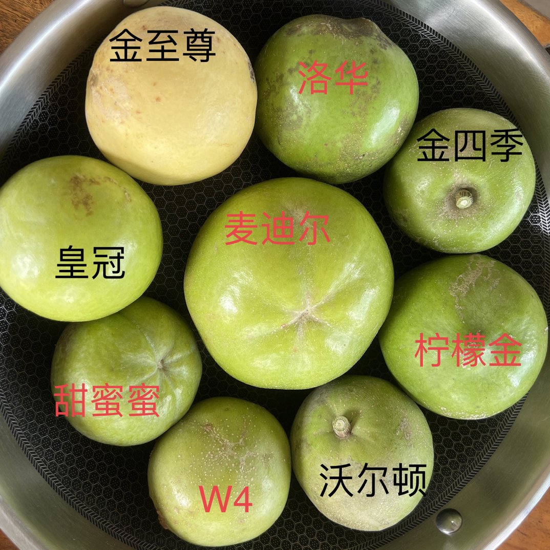 冰淇淋果树：状元红/麦迪尔/黄金圣代/蜜雪/甜蜜蜜单棵可开花结果