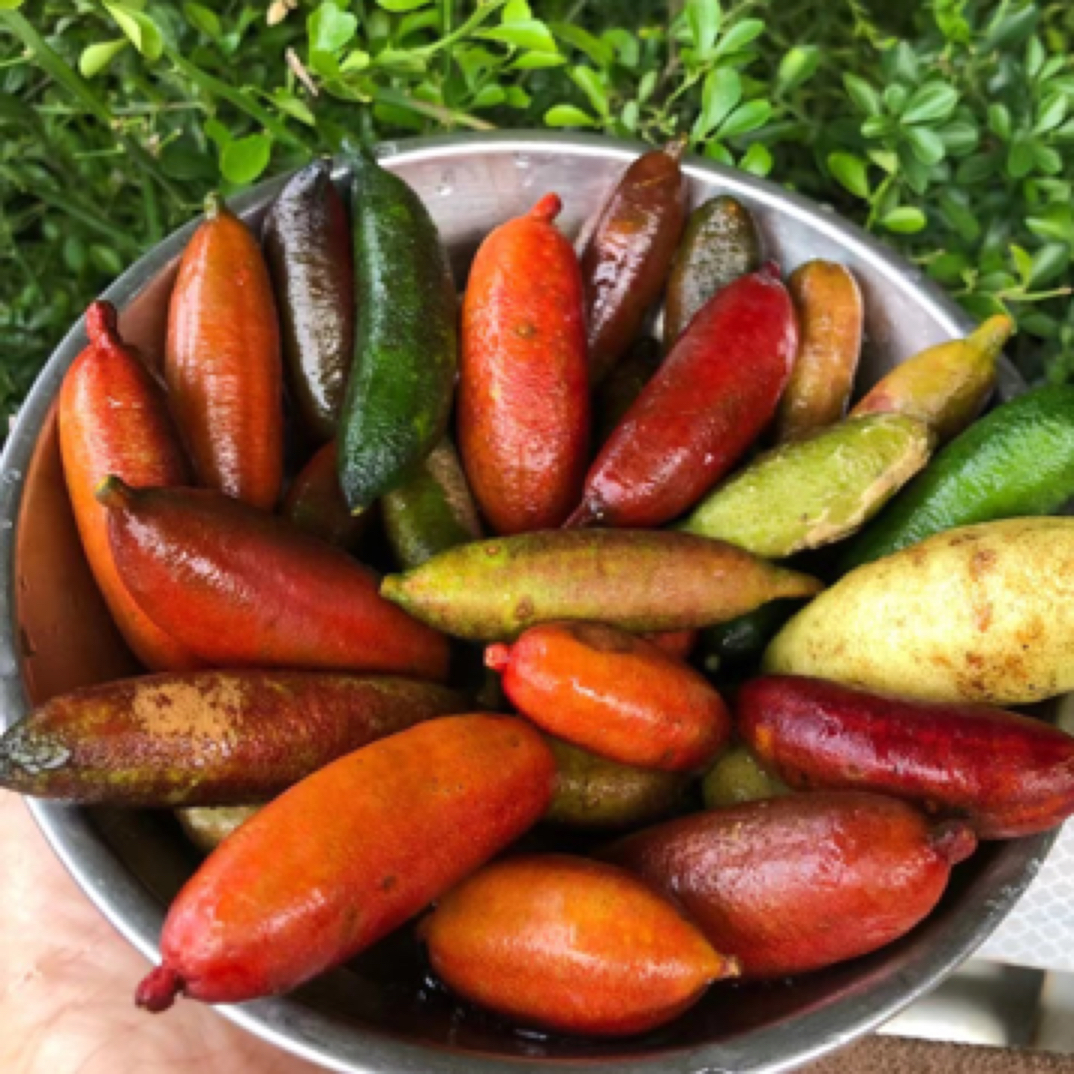 手指柠檬嫁接树当年能多次开花结果适合0下2度种植佛山发货